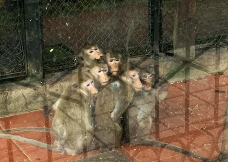 Hình ảnh trên mạng xã hội được cho là đàn khỉ co ro vì trời lạnh. (Ảnh: Facebook) Hình ảnh trên mạng xã hội được cho là đàn khỉ co ro vì trời lạnh. (Ảnh: Facebook)