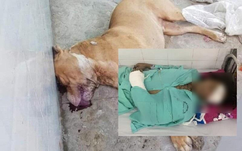 Chó Pitbull bị tiêu diệt sau khi tấn công một người tử vong, một người nhập viện trong tình trạng thương tích nặng tại Long An. (Ảnh: An ninh Thủ đô) Chó Pitbull bị tiêu diệt sau khi tấn công một người tử vong, một người nhập viện trong tình trạng thương tích nặng tại Long An. (Ảnh: An ninh Thủ đô)