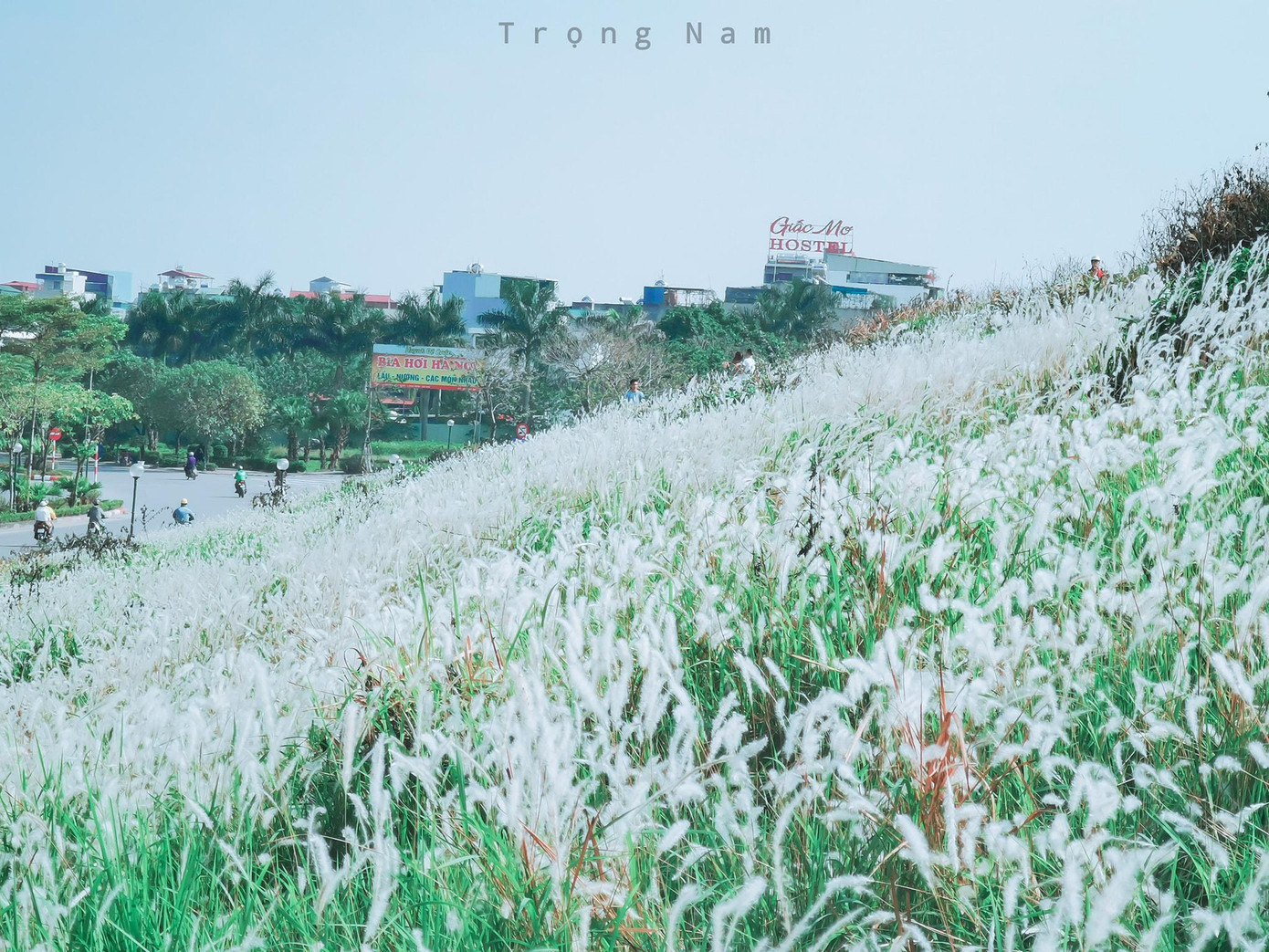 Thời điểm giao mùa cuối tháng 11 sang tháng 12 là lúc cỏ lau nở rộ và đẹp nhất. Thời điểm giao mùa cuối tháng 11 sang tháng 12 là lúc cỏ lau nở rộ và đẹp nhất.