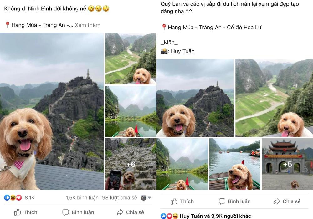 Bộ ảnh chú cún tên Miu đi du lịch khắp Ninh Bình được nhiều trang mạng xã hội chia sẻ.