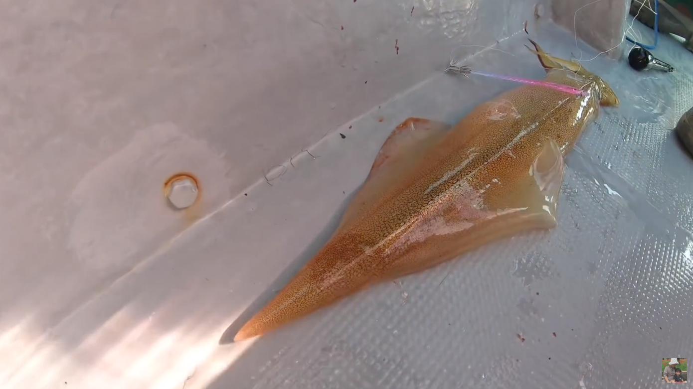 Không chỉ câu cá, gia đình YouTuber Quỳnh Trần JP còn câu được cả mực và chế biến để ăn sống ngay trên thuyền.