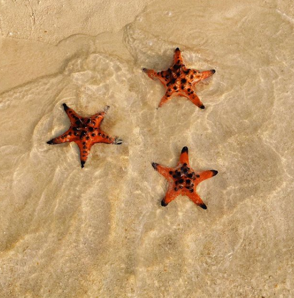 Sao biển chỉ có thể sống được 30 giây trên cạn, bởi toàn bộ cơ thể chúng được phủ bởi nốt nhú. (Ảnh: IG @linhbeng)