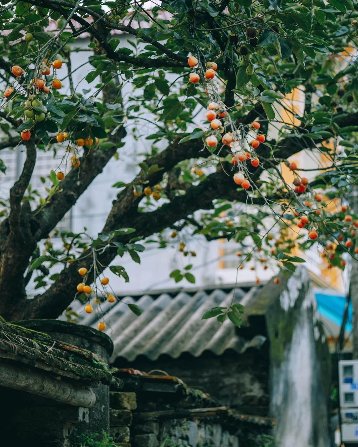 (Ảnh: Sơn Đoàn) (Ảnh: Sơn Đoàn)