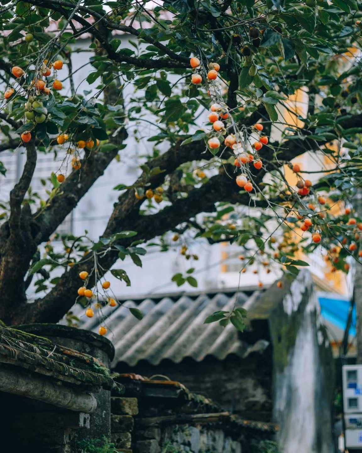 (Ảnh: Sơn Đoàn)