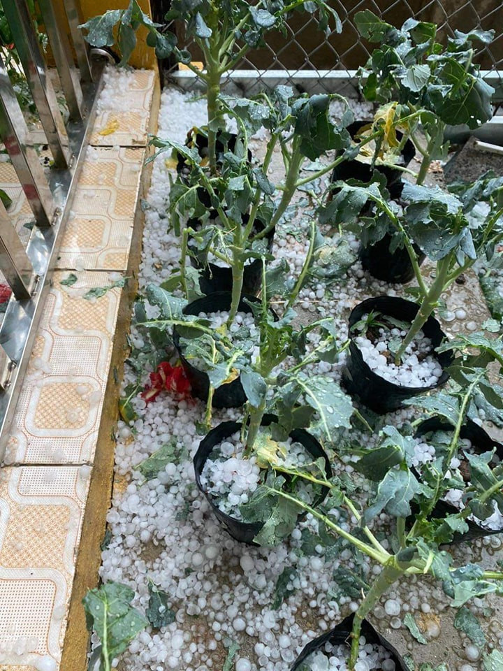 (Ảnh: Fanpage Yên Bái Toàn Cảnh)