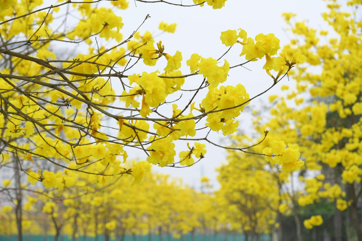 (Ảnh: ParkCity Hanoi Community)