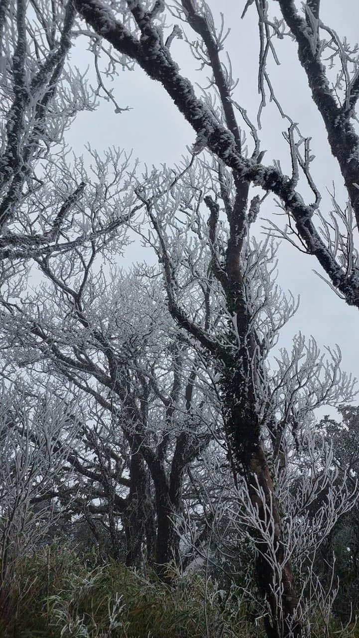 Băng giá trên đỉnh Phia Oắc. (Ảnh: Truyền hình an ninh Cao Bằng)