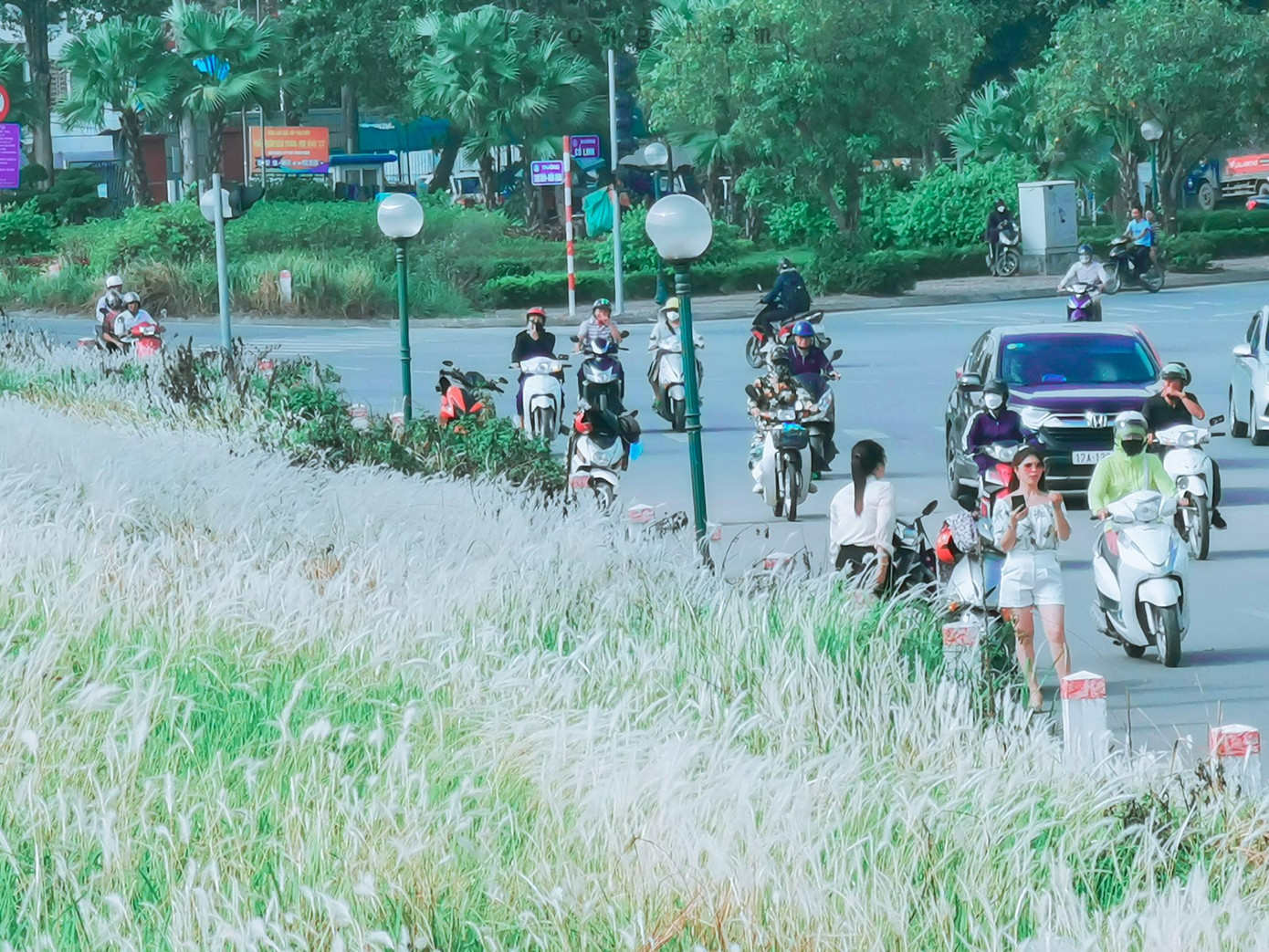 Cỏ lau tuy không rực rỡ nhưng lại mang vẻ đẹp thô mộc được nhiều người yêu thích. Cỏ lau tuy không rực rỡ nhưng lại mang vẻ đẹp thô mộc được nhiều người yêu thích.