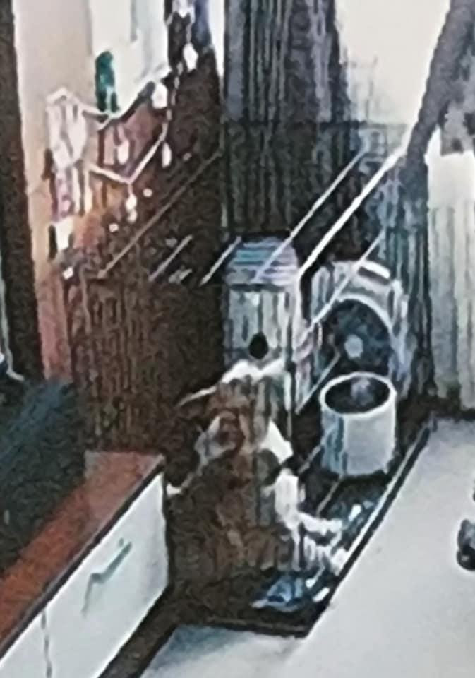 Bị cáo Quỳnh Trang nhốt bé V.A. vào chuồng chó. Bị cáo Quỳnh Trang nhốt bé V.A. vào chuồng chó.