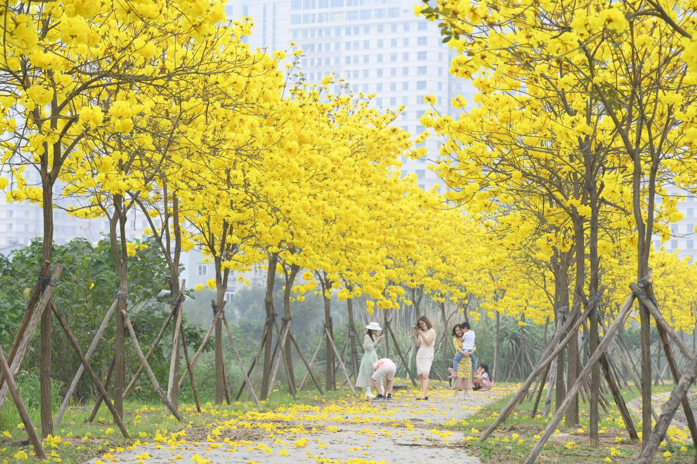 Người dân Hà Nội thích thú với con đường hoa phong linh đẹp mê mẩn tại khu đô thị Park City (Hà Đông). (Ảnh: ParkCity Hanoi Community)