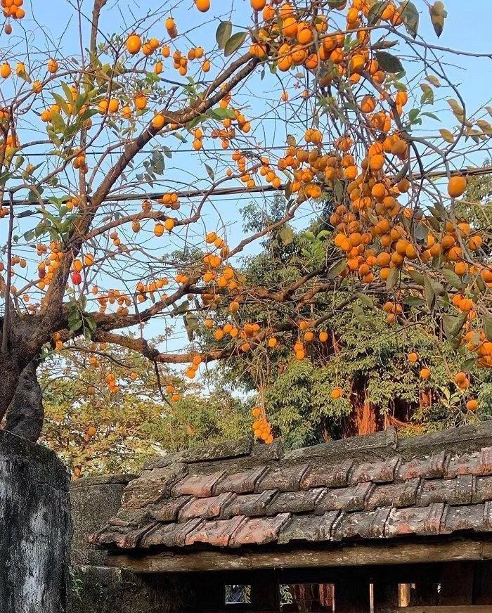 Gia đình bà Xiêm thu phí 20.000 đồng mỗi người đến chụp ảnh với cây hồng cổ. (Ảnh: Check-in Ninh Bình) Gia đình bà Xiêm thu phí 20.000 đồng mỗi người đến chụp ảnh với cây hồng cổ. (Ảnh: Check-in Ninh Bình)