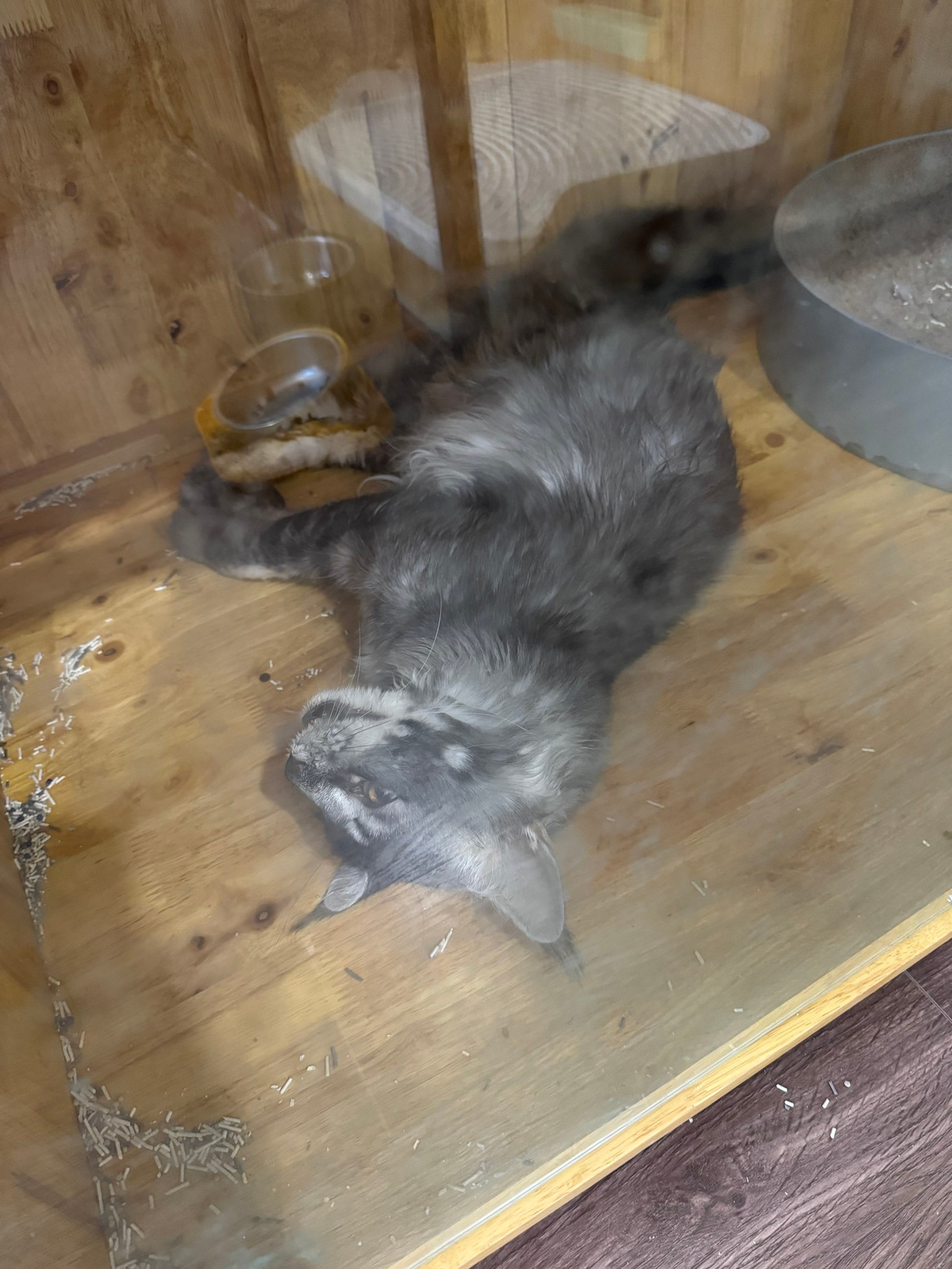 Anh Z. cho biết mèo cưng của anh mệt mỏi, lừ đừ, nôn mửa sau khi ăn thịt sống. Anh Z. cho biết mèo cưng của anh mệt mỏi, lừ đừ, nôn mửa sau khi ăn thịt sống.