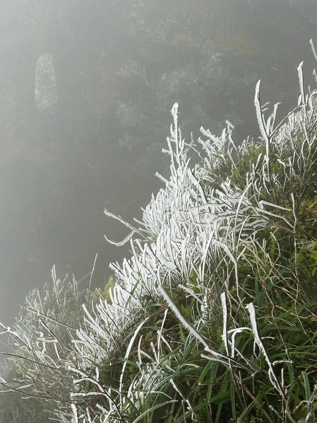 Hiện tượng đóng băng chưa có dấu hiệu ngừng mà còn tăng thêm khi nền nhiệt hạ thấp. (Ảnh: Ban Quản lý di tích và Rừng quốc gia Yên Tử)