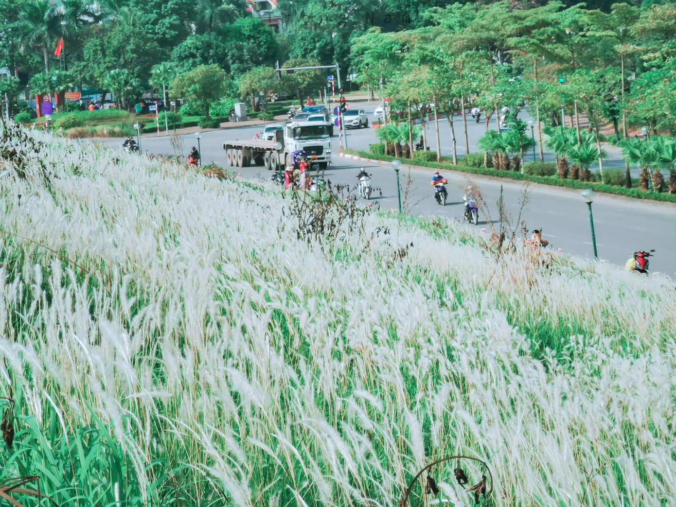 Triền đê thoải rộng, kéo dài chinh phục người dân và du khách bằng những bông lau trắng muốt tinh khôi. Triền đê thoải rộng, kéo dài chinh phục người dân và du khách bằng những bông lau trắng muốt tinh khôi.