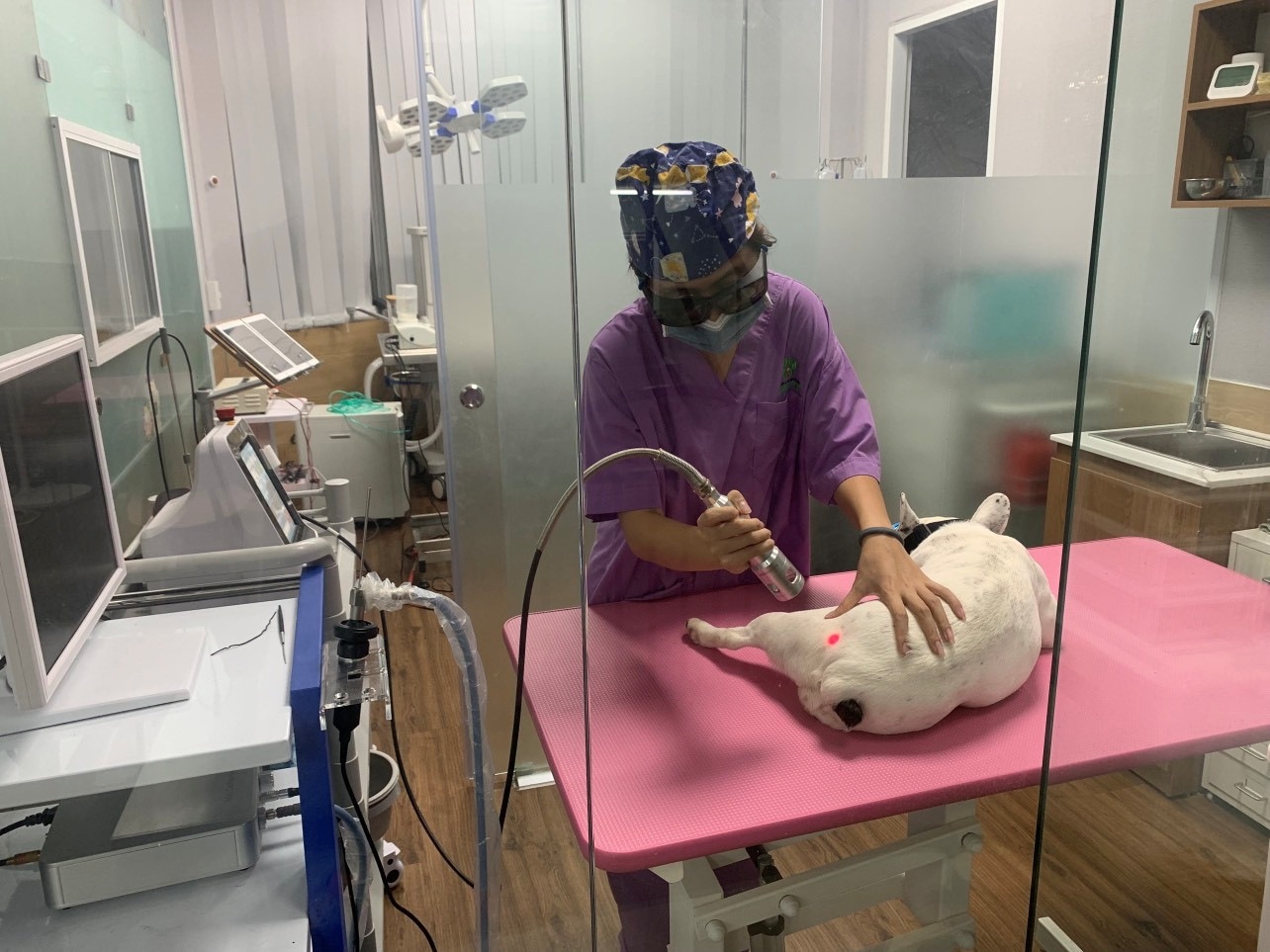 Hân tham gia thực tập tại một bệnh viện thú y.