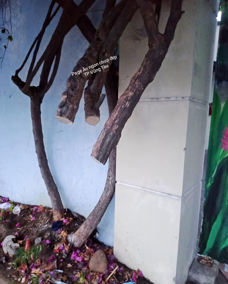 Những hình ảnh dàn hoa giấy bị cưa thân, cắt gốc khiến nhiều người bức xúc.