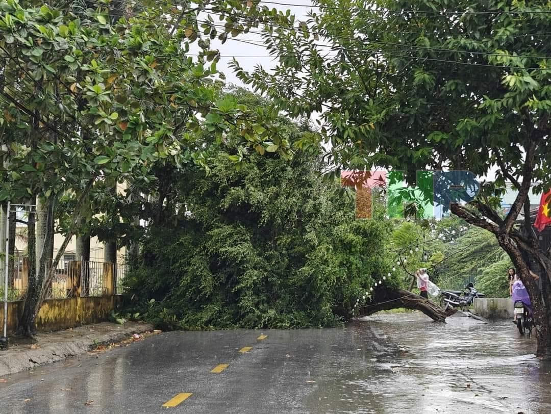 Cây đổ tại huyện Tiên Lãng, Hải Phòng. (Ảnh: Truyền hình Hải Phòng)