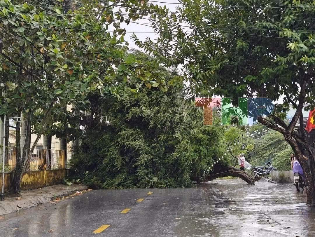 Cây đổ tại huyện Tiên Lãng, Hải Phòng. (Ảnh: Truyền hình Hải Phòng)