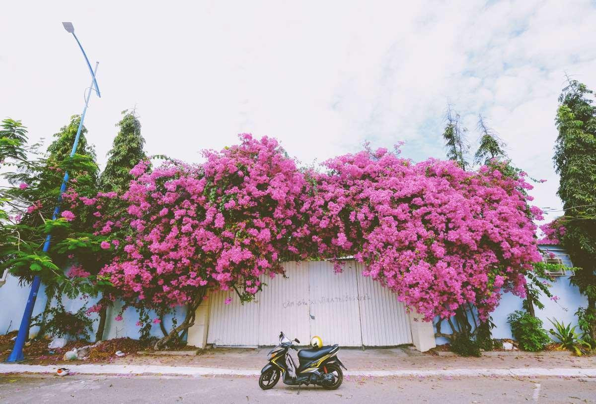 Giàn hoa giấy nổi tiếng thành phố biển Vũng Tàu vì &quot;cứ đứng vào là có ngay ảnh đẹp&quot;.