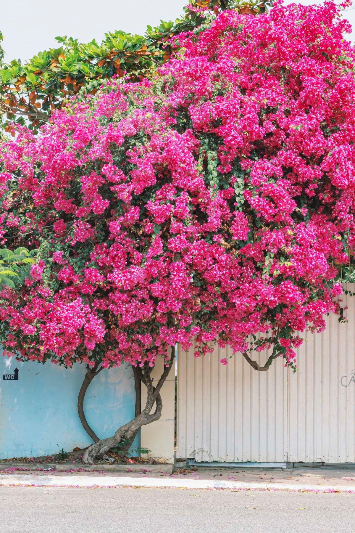 (Ảnh: Yêu Vũng Tàu)