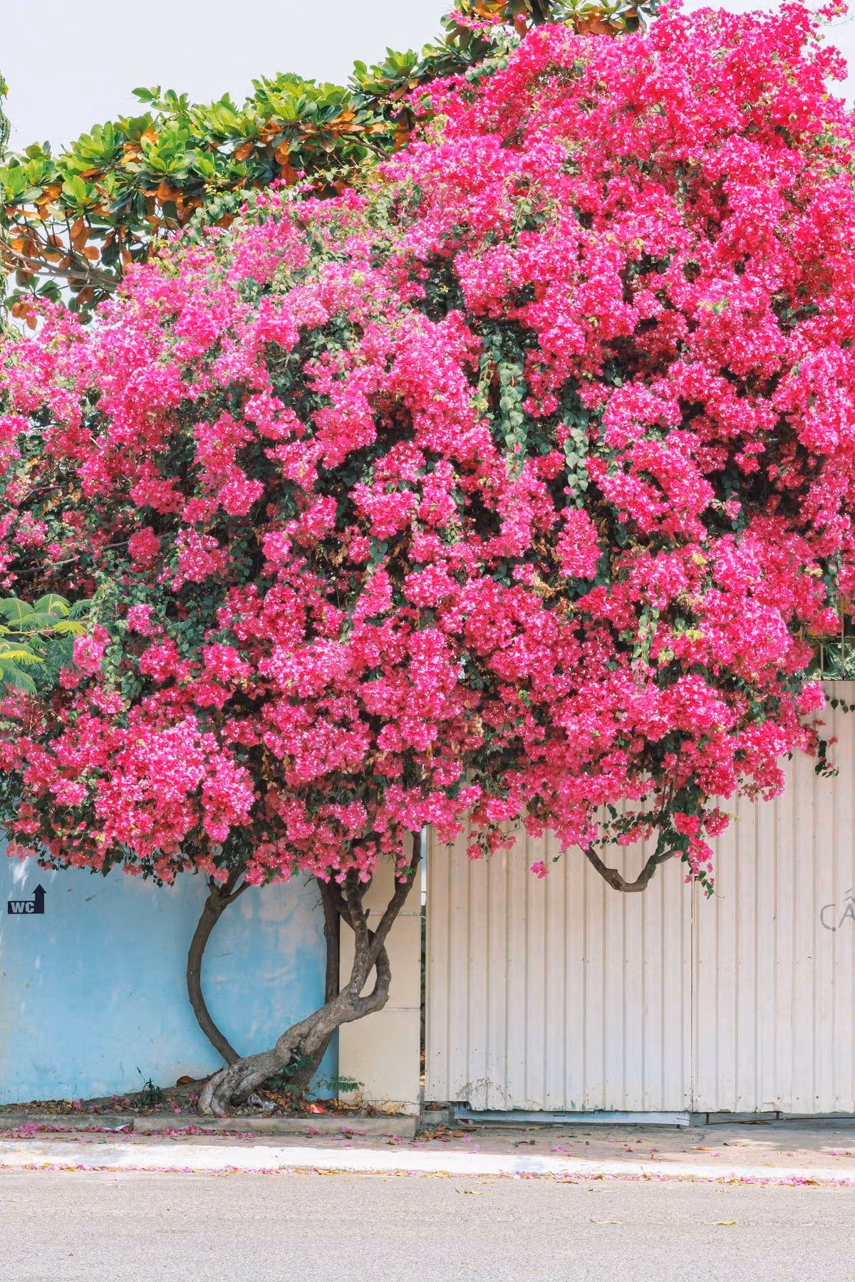 (Ảnh: Yêu Vũng Tàu)