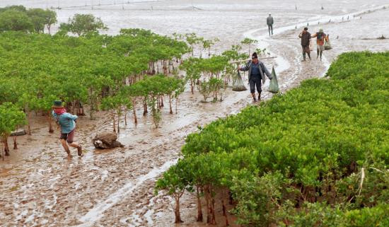 Vườn Quốc gia Xuân Thuỷ - nơi xảy ra vụ việc. Vườn Quốc gia Xuân Thuỷ - nơi xảy ra vụ việc.