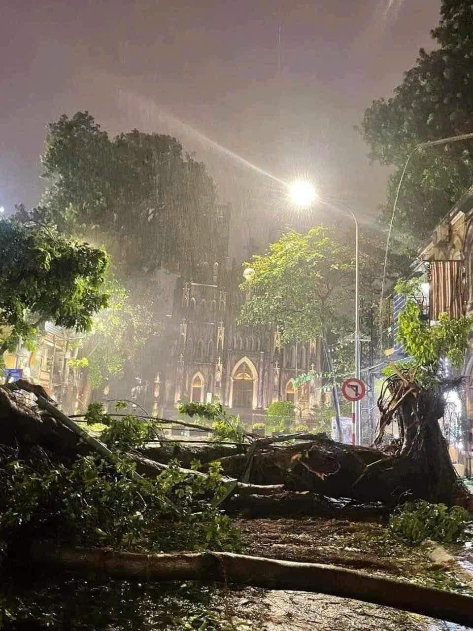 Cây cổ thụ trước nhà thờ lớn Hà Nội - địa điểm check-in quen thuộc của giới trẻ đã bị quật đổ. (Ảnh: Hà Nội News)