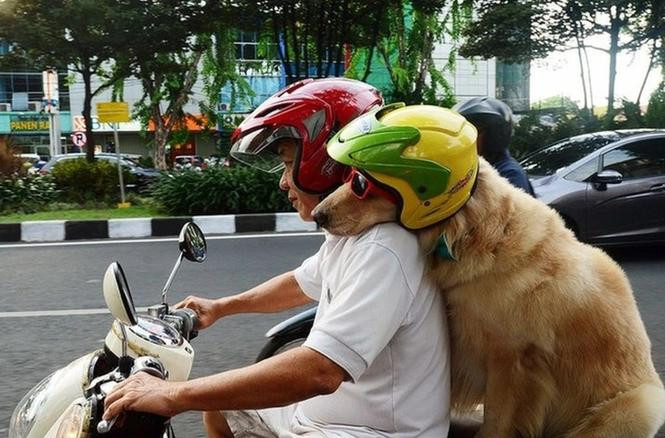 (Ảnh minh họa từ Internet)