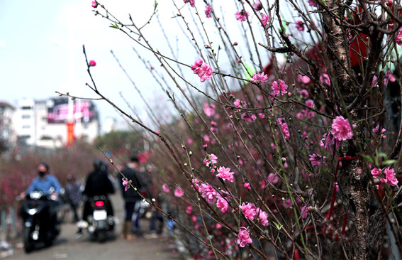 (Ảnh minh hoạ từ Internet)