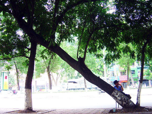 Cây đổ đè vào cây khác bên cạnh trước số nhà 231 đường Nguyễn Trãi.