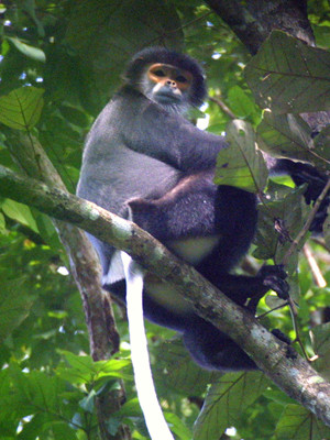 Voọc chà vá tập leo cây. Ảnh: VQG Cát Tiên. Voọc chà vá tập leo cây. Ảnh: VQG Cát Tiên