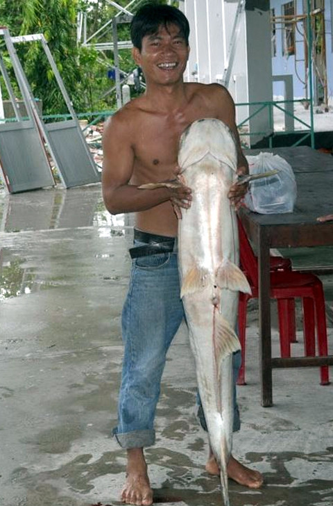 một ngư dân ven sông Hậu đã bắt được cá tra dầu nặng gần 72 kg, dài hơn 1,5 m 