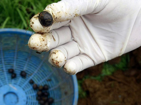 Công nhân chỉ chọn những quả cà phê không vỡ từ phân voi. Rất nhiều hạt vỡ trong quá trình tiêu hóa của voi, hoặc bị lẫn vào đám cỏ cao khi voi thải phân. Ảnh: AP. Công nhân chỉ chọn những quả cà phê không vỡ từ phân voi. Rất nhiều hạt vỡ trong quá trình tiêu hóa của voi, hoặc bị lẫn vào đám cỏ cao khi voi thải phân. Ảnh: AP