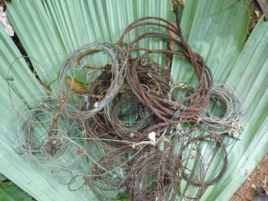 Xung quanh bộ xương có nhiều bẫy thú. Đây là hình ảnh đã tháo gỡ về