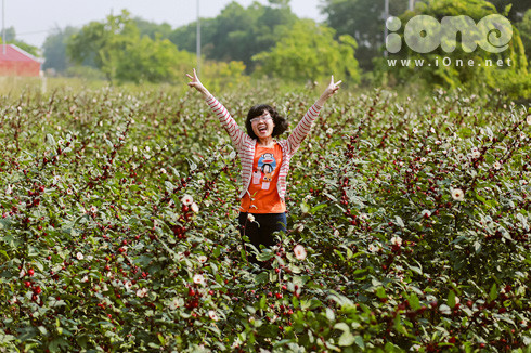 Nằm cách trung tâm Hà Nội 20 km, vườn hoa Hibiscus đang trở thành tâm điểm đón chút nắng còn sót lại của mùa thu. Khi những cơn gió lạnh mang đông rét trở về, nhiều loài hoa đã tàn thì Hibiscus bỗng trở thành địa điểm pose hình rất ngọt cho giới trẻ Hà Thành