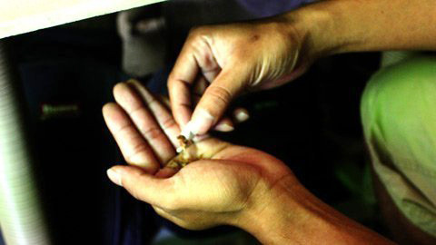 Lá cần sa thường được nhét vào vỏ điếu thuốc lá nên nhiều thanh thiếu niên nghĩ rằng có thể giấu được phụ huynh. Lá cần sa thường được nhét vào vỏ điếu thuốc lá nên nhiều thanh thiếu niên nghĩ rằng có thể giấu được phụ huynh