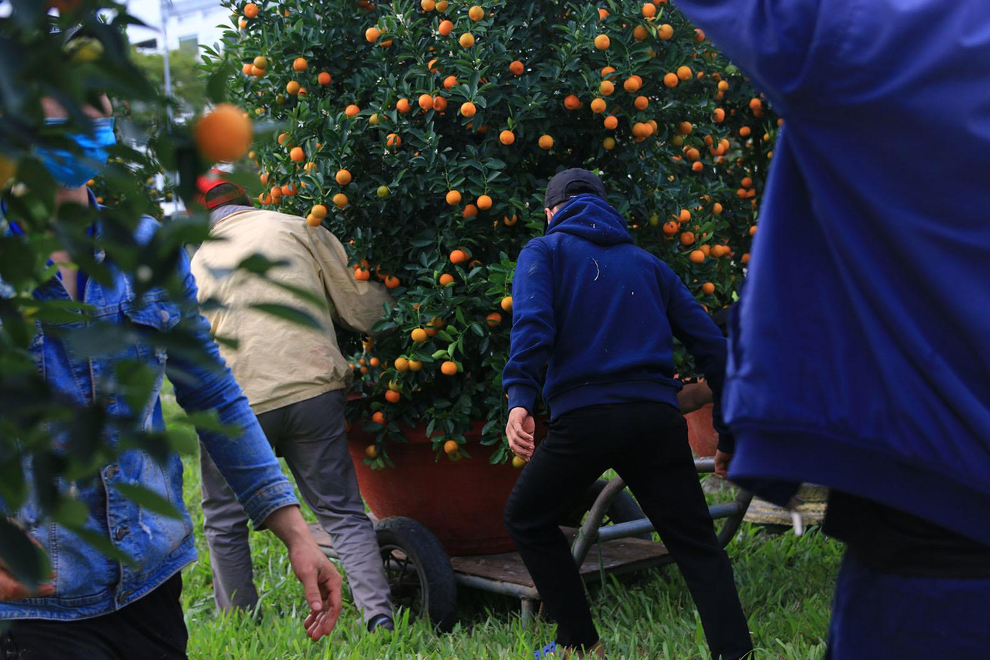 Quất Hội An "đổ bộ" Đà Nẵng Quất Hội An "đổ bộ" Đà Nẵng