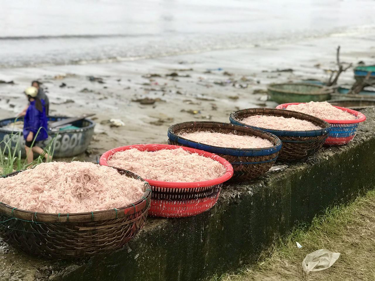 Thời điểm này, vừa vào mùa, được vụ nhưng giá ruốc thấp hơn so với mọi năm. Giá ruốc bán tại bãi biển những năm trước từ 30-40 nghìn đồng/kg. Nhưng năm nay giá giảm gần một nửa chỉ còn 15-20 nghìn đồng/kg. Trong ảnh: Từng thúng ruốc tươi rói được để ráo trước khi đưa đi tiêu thụ.