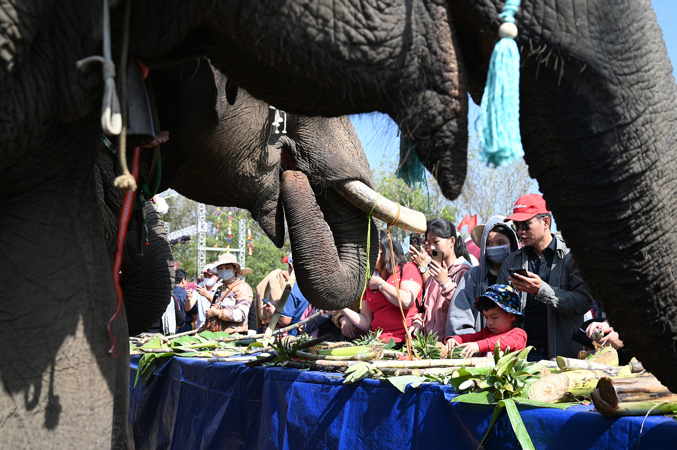 Đại tiệc buffet của các chú voi Bản Đôn (Ảnh: Huỳnh Như) Đại tiệc buffet của các chú voi Bản Đôn (Ảnh: Huỳnh Như)