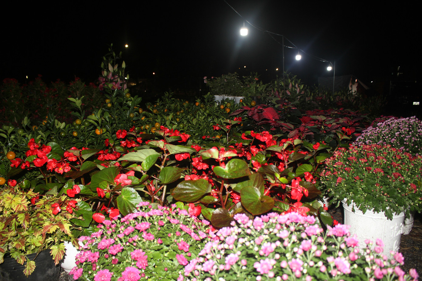 Những túp lều tạm bợ, những đêm không ngủ và cả những nỗi lo canh cánh trong lòng… Tất cả đã như một phần quen thuộc của những tiểu thương bán hoa dịp Tết. Ảnh: Hữu Tùng.