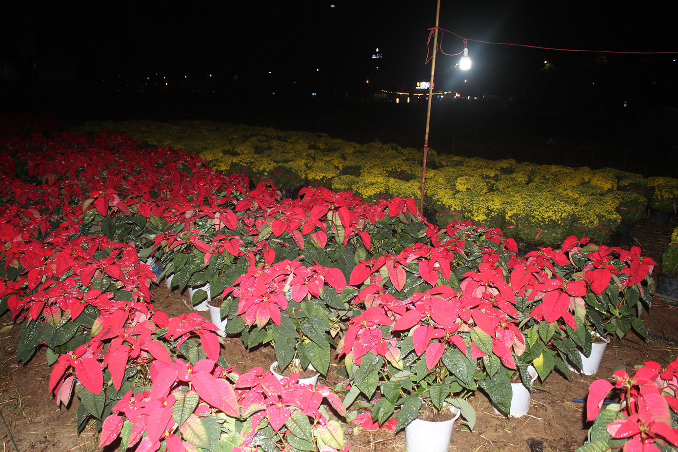 Những túp lều tạm bợ, những đêm không ngủ và cả những nỗi lo canh cánh trong lòng… Tất cả đã như một phần quen thuộc của những tiểu thương bán hoa dịp Tết. Ảnh: Hữu Tùng.