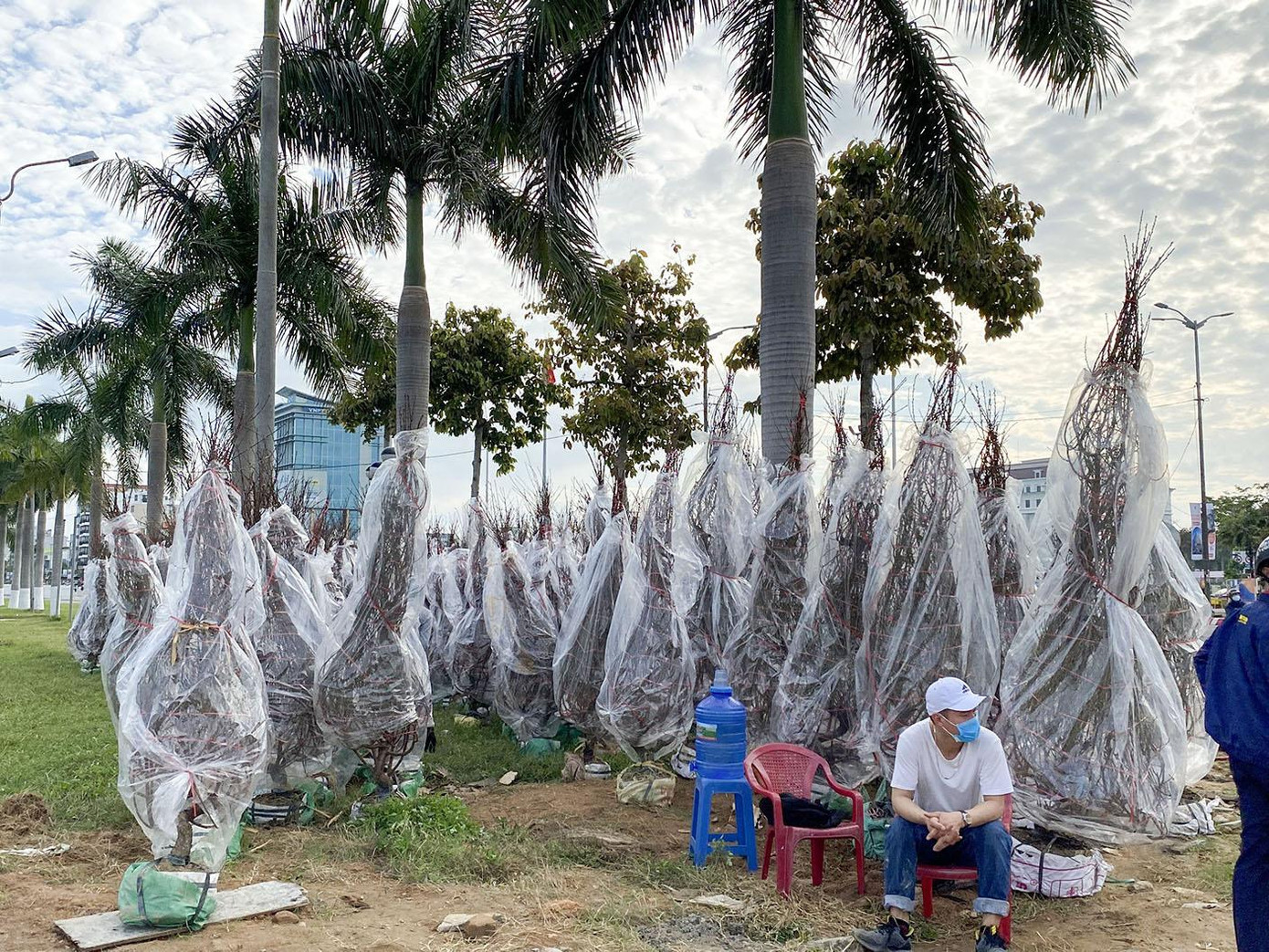 Hoa đào Nhật Tân là một đặc sản của làng hoa Nhật Tân, quận Tây Hồ, Hà Nội được các thương lái Đà Nẵng nhập về chuẩn bị phục vụ Tết. Hoa đào Nhật Tân là một đặc sản của làng hoa Nhật Tân, quận Tây Hồ, Hà Nội được các thương lái Đà Nẵng nhập về chuẩn bị phục vụ Tết.