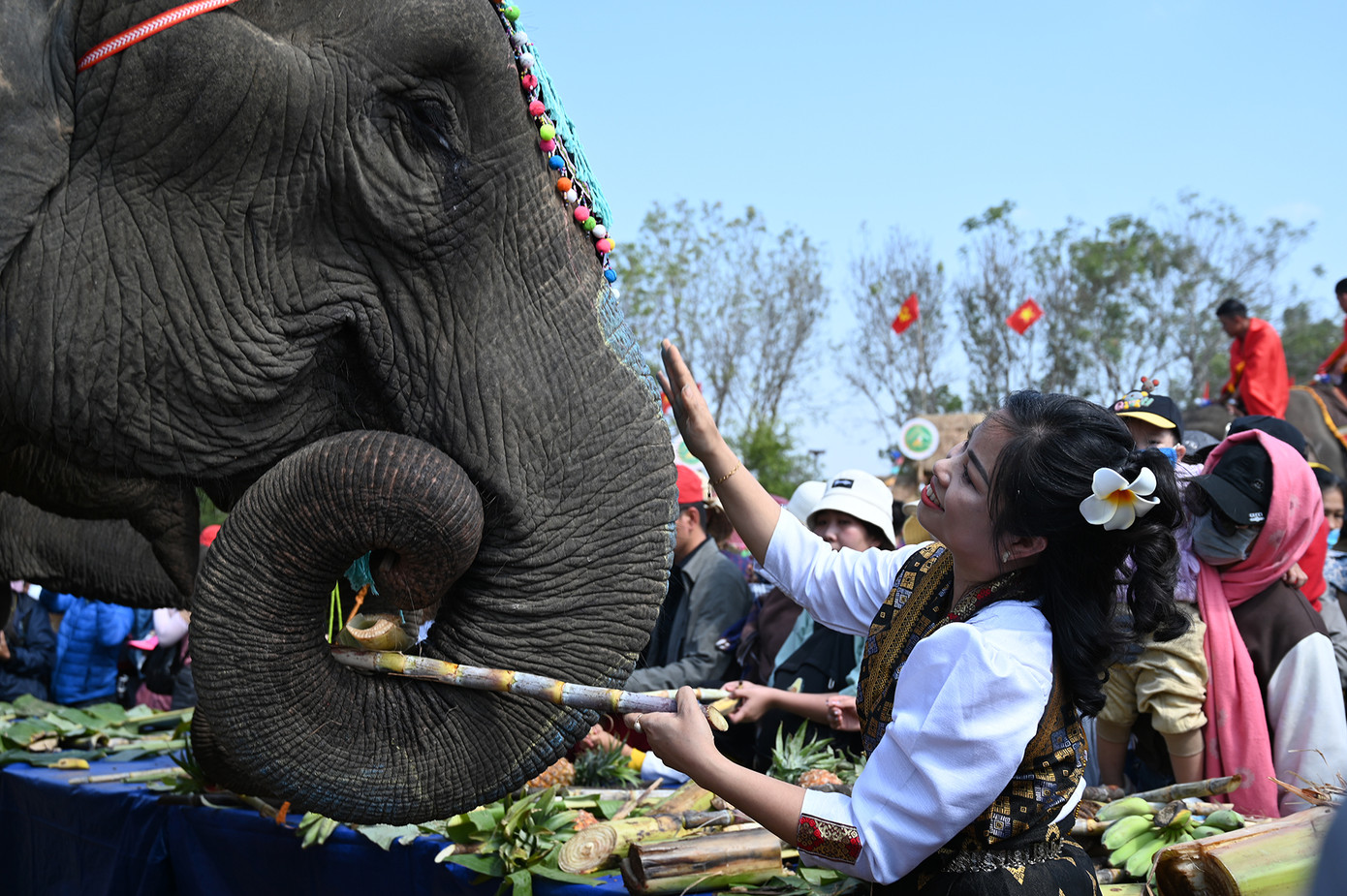 Chị Bùi Thị Hảo, một du khách đang mời chú voi món ăn khoái khẩu. “Đã nhiều lần đến với lễ hội, tôi thấy lễ hội năm nay có nhiều thay đổi nhưng vẫn hết sức hấp dẫn, lại vừa tăng thêm ý nghĩa trong việc bảo tồn các chú voi” (Ảnh: Huỳnh Như) Chị Bùi Thị Hảo, một du khách đang mời chú voi món ăn khoái khẩu. “Đã nhiều lần đến với lễ hội, tôi thấy lễ hội năm nay có nhiều thay đổi nhưng vẫn hết sức hấp dẫn, lại vừa tăng thêm ý nghĩa trong việc bảo tồn các chú voi” (Ảnh: Huỳnh Như)