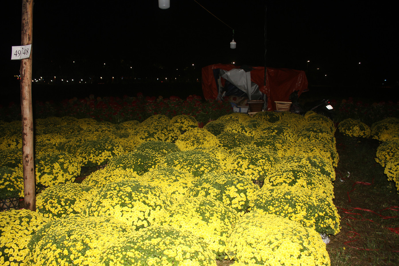 Với các tiểu thương bán hoa cảnh, quất cảnh trên đường Nguyễn Sinh Sắc (quận Liên Chiểu, TP. Đà Nẵng), những túp lều dựng tạm cũng là nhà. Các tiểu thương cho hay họ sẽ ăn, ngủ tại đây để canh hoa cho đến ngày 30 Tết. Ảnh: Hữu Tùng.