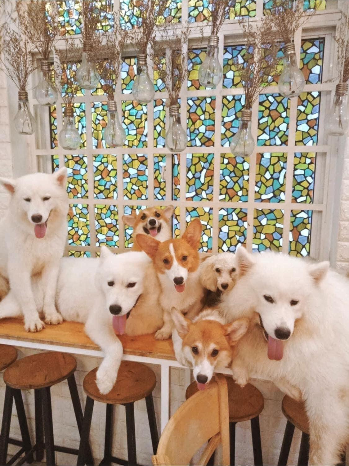 Những chú cún luôn tỏ ra thân thiện với khách hàng