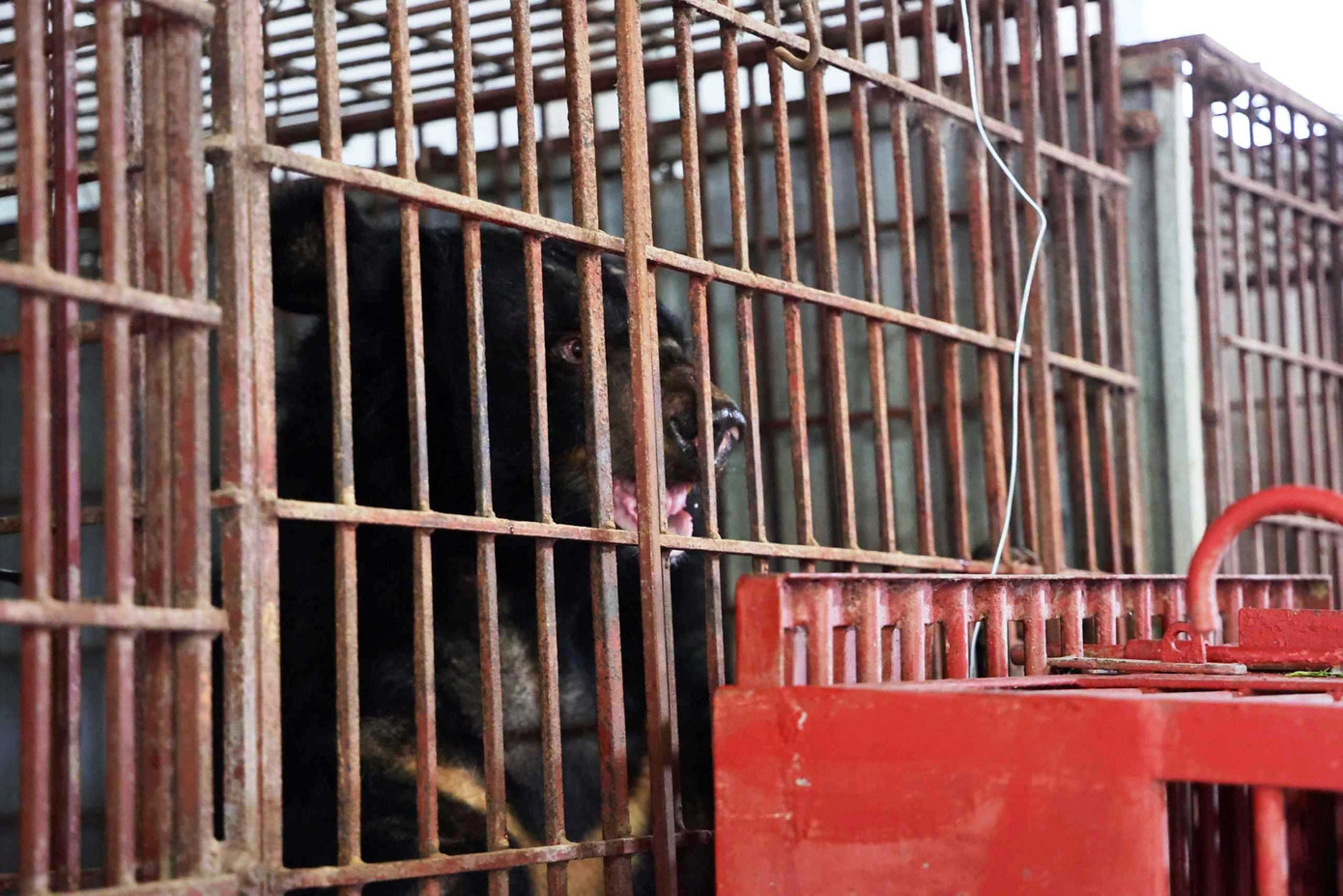 Sau khi đưa về đến Trung tâm Cứu hộ Gấu Việt Nam II, 2 cá thể gấu được khám sức khỏe cụ thể để đánh giá chính xác thể trạng của gấu. Được biết, 2 cá thể gấu được đặt theo tên của hai phi hành gia đầu tiên đặt chân lên mặt trăng là Neil Armstrong và Buzz. Sau khi đưa về đến Trung tâm Cứu hộ Gấu Việt Nam II, 2 cá thể gấu được khám sức khỏe cụ thể để đánh giá chính xác thể trạng của gấu. Được biết, 2 cá thể gấu được đặt theo tên của hai phi hành gia đầu tiên đặt chân lên mặt trăng là Neil Armstrong và Buzz.