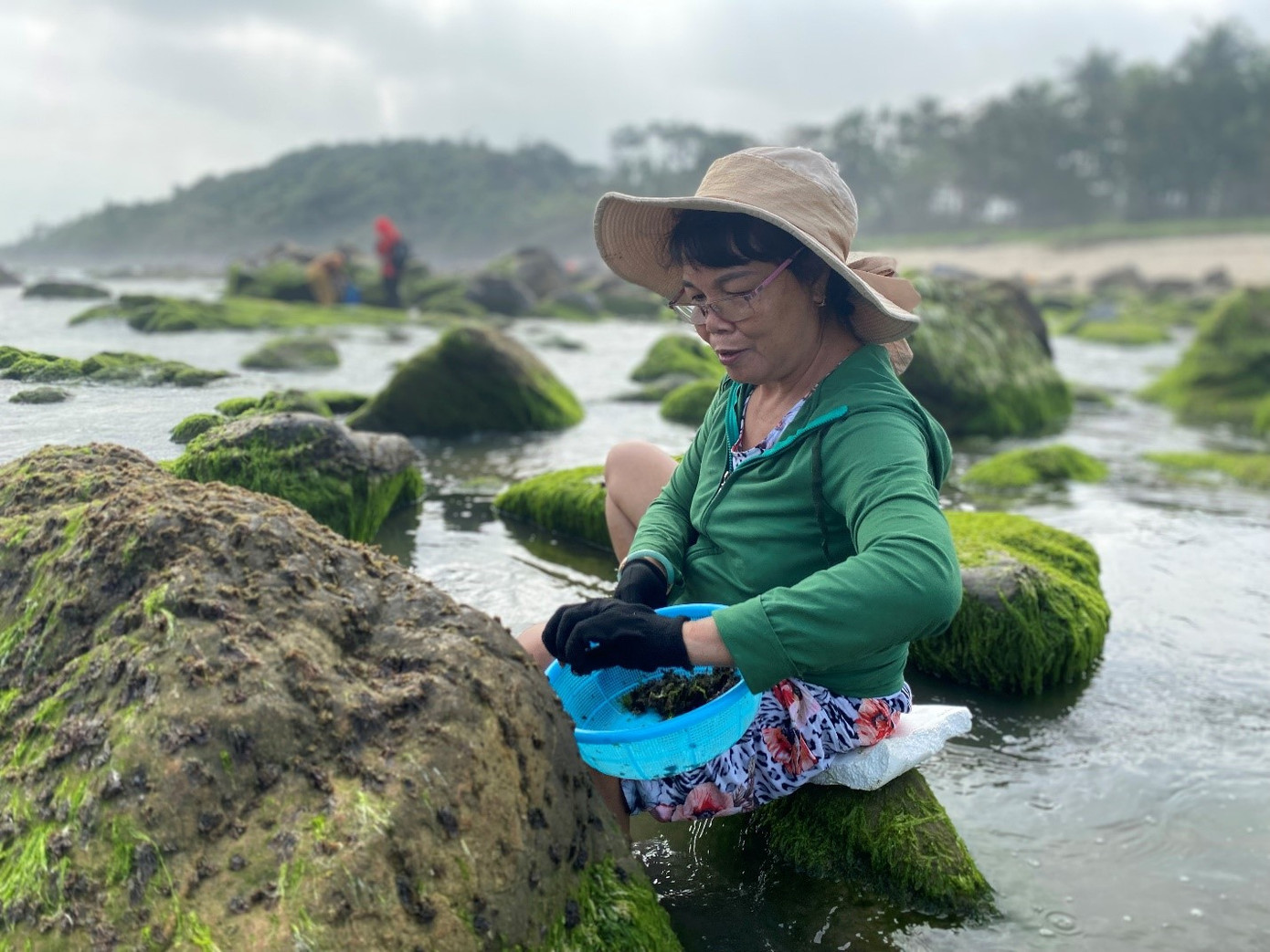 Những ngày cuối mùa này, bà Hòa (61 tuổi) tranh thủ đi hái “lộc biển” ít ỏi còn lại trên những phiến đá gần nhà. Ảnh: Phượng Nhung