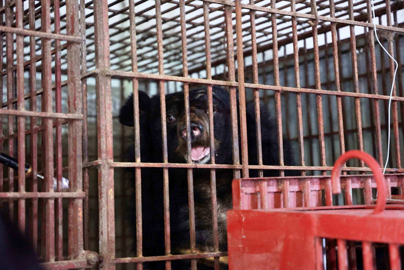 Được biết, 2 cá thể gấu vừa được cứu hộ do người dân chăm sóc từ năm 2006, sống trong điều kiện nuôi nhốt gần 20 năm. Trong khi tuổi tự nhiên của gấu là từ 30 - 35 năm tuổi. Được biết, 2 cá thể gấu vừa được cứu hộ do người dân chăm sóc từ năm 2006, sống trong điều kiện nuôi nhốt gần 20 năm. Trong khi tuổi tự nhiên của gấu là từ 30 - 35 năm tuổi.