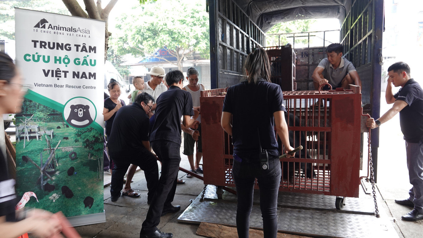 Khi chuyển gấu vào Huế, Tổ chức Động vật Châu Á đã thực hiện biện pháp ghép lồng vận chuyển bằng cách dụ gấu sang lồng bố trí các đồ ăn mà chúng yêu thích như chuối, quả khô, mứt, sữa đặc và mật ong. Hai cá thể gấu nuôi đã nhiều năm, nên đều bị rụng lông và có những vệt mất da. Khi chuyển gấu vào Huế, Tổ chức Động vật Châu Á đã thực hiện biện pháp ghép lồng vận chuyển bằng cách dụ gấu sang lồng bố trí các đồ ăn mà chúng yêu thích như chuối, quả khô, mứt, sữa đặc và mật ong. Hai cá thể gấu nuôi đã nhiều năm, nên đều bị rụng lông và có những vệt mất da.