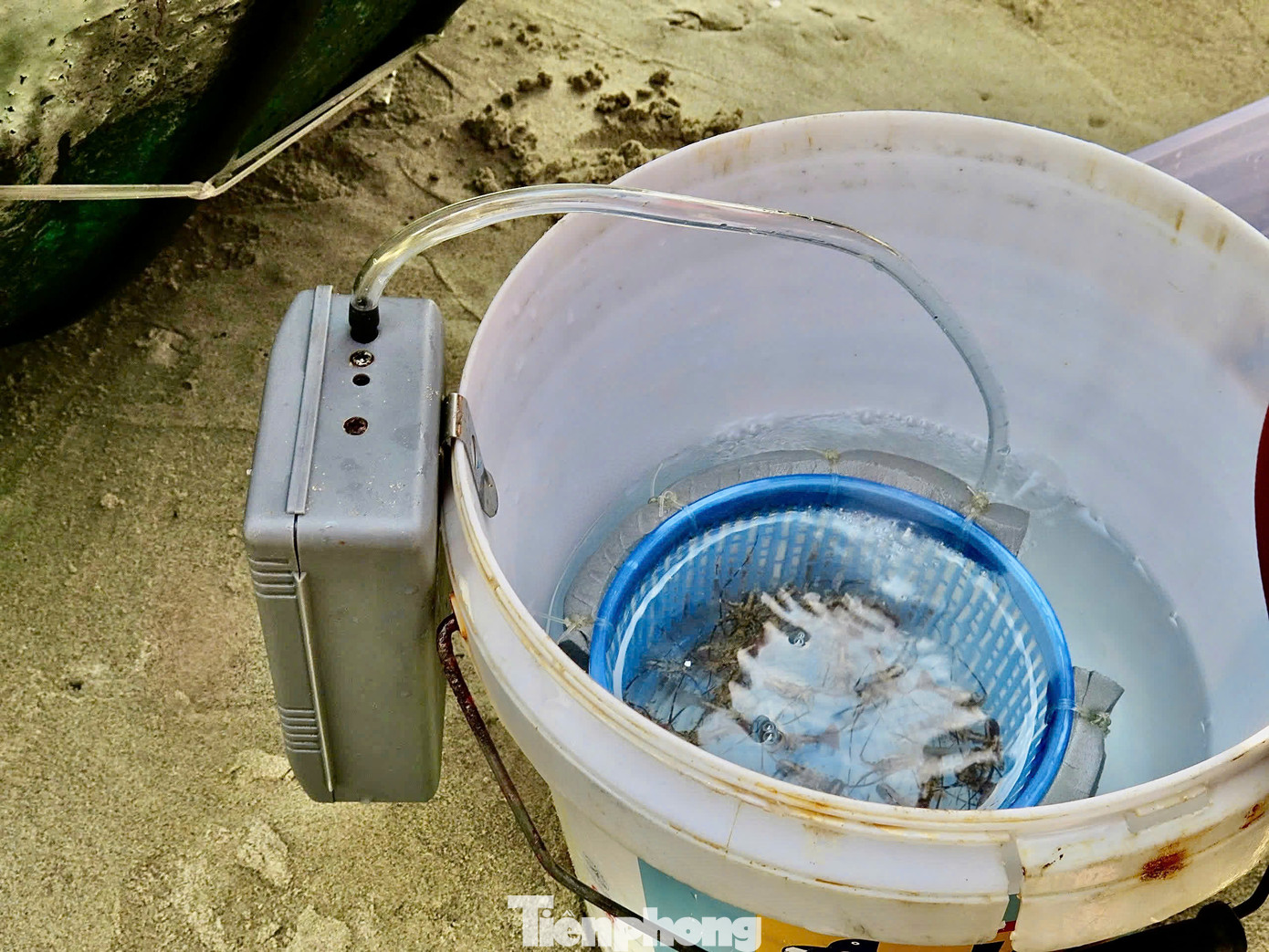 Có 2 loại tôm là tôm hùm xanh và tôm hùm sao (hay còn gọi là tôm bông), thương lái mua với giá từ 30.000 - 40.000 đồng/con, tùy vào độ to nhỏ sẽ có chênh lệch về giá nhưng không đáng kể. Ảnh: Ngọc Thắm.